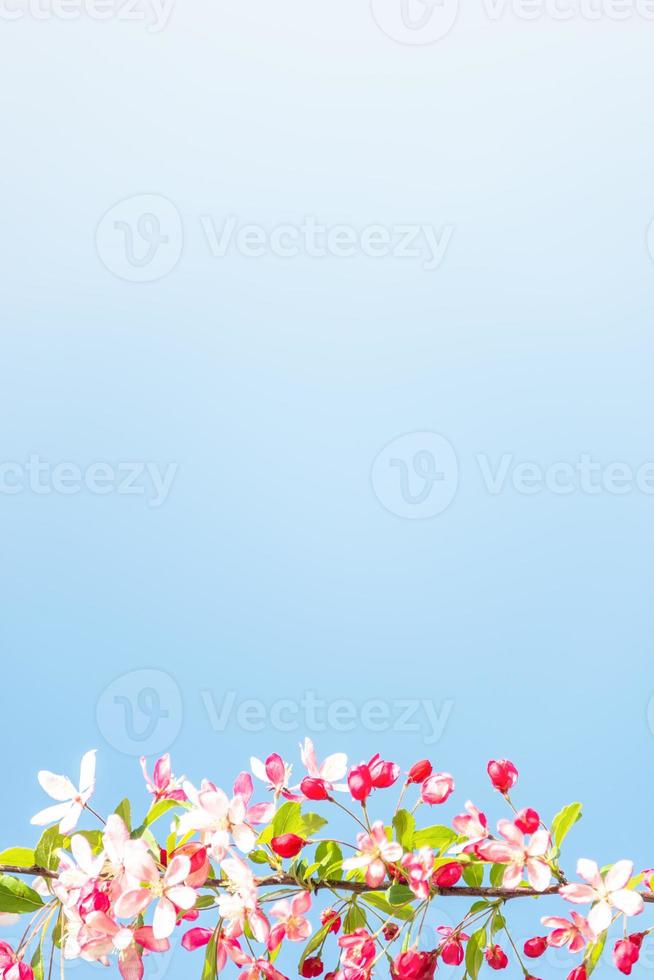 Gorgeous Spring blossom at smooth background in sunny day and blue sky at tropical garden, paste space photo