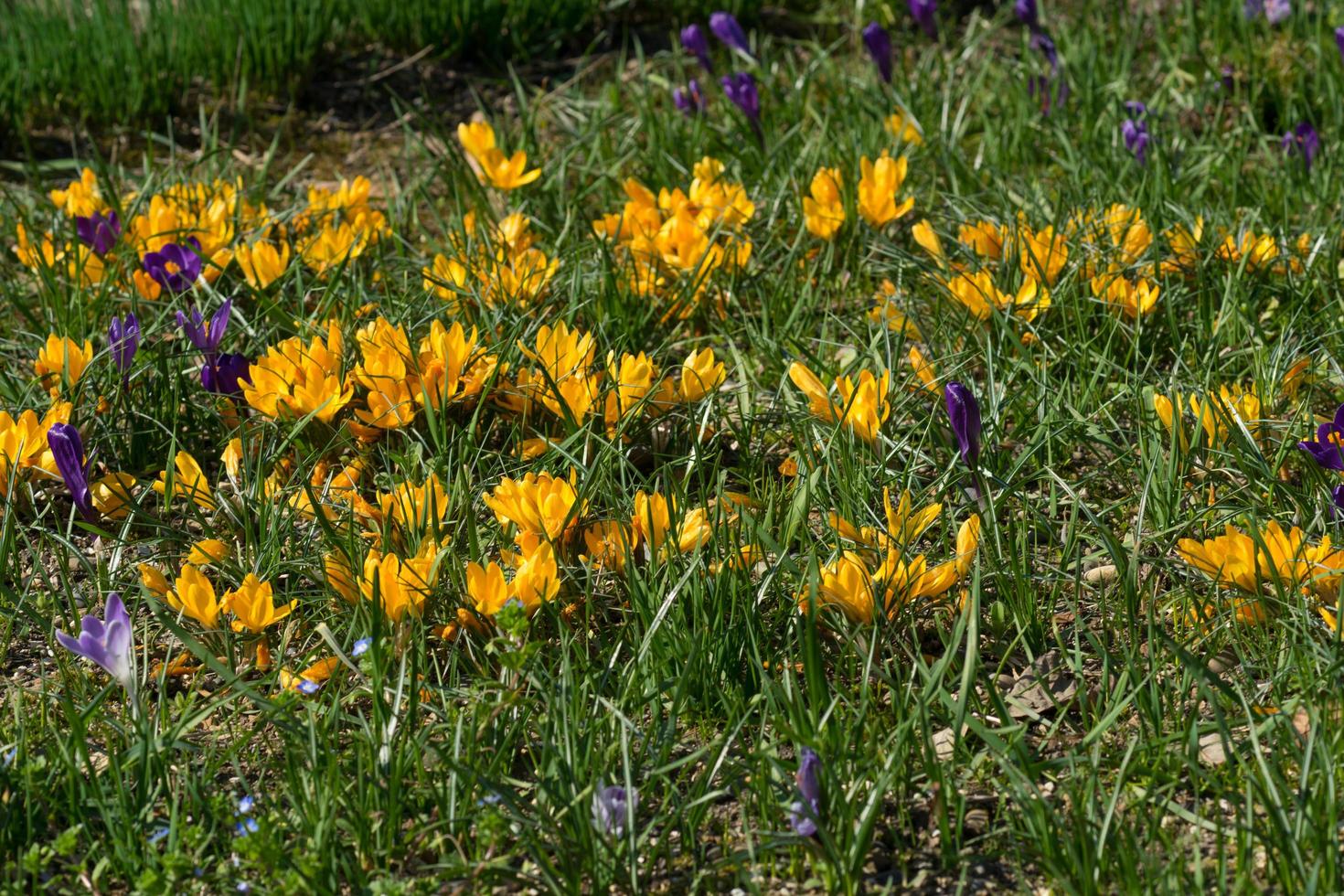 Yellow Ranunculus flourishing on the large meadow photo