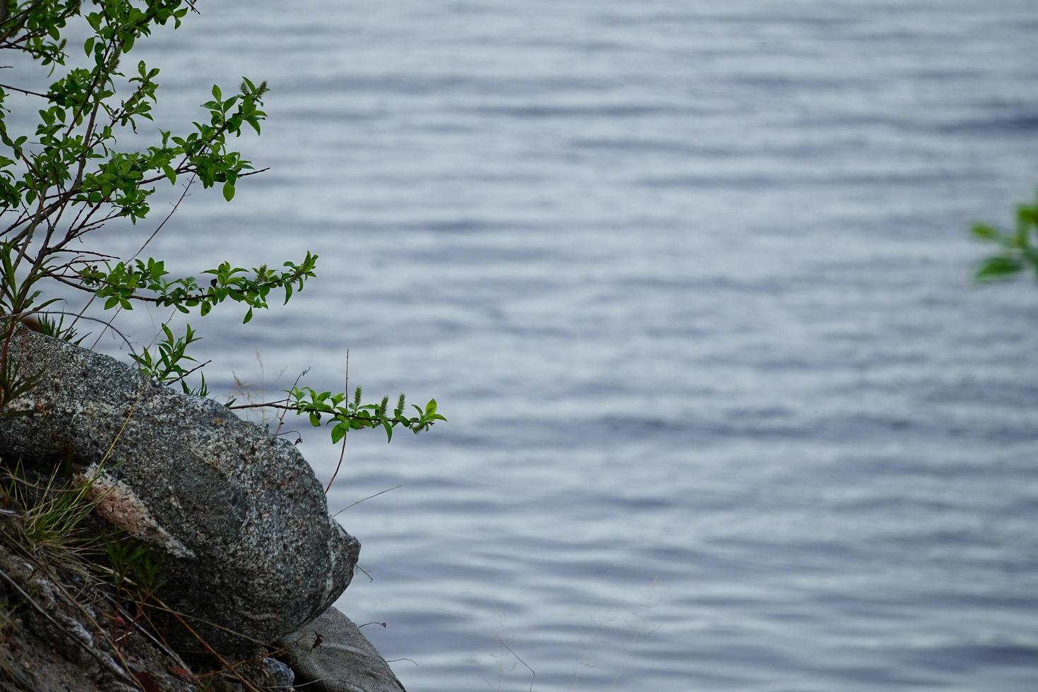 Natural background with plants and stones photo