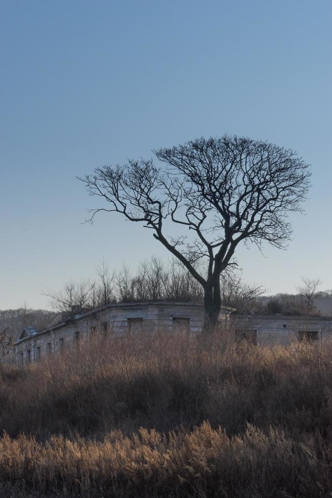 Withered tree on the background of an abandoned building. photo
