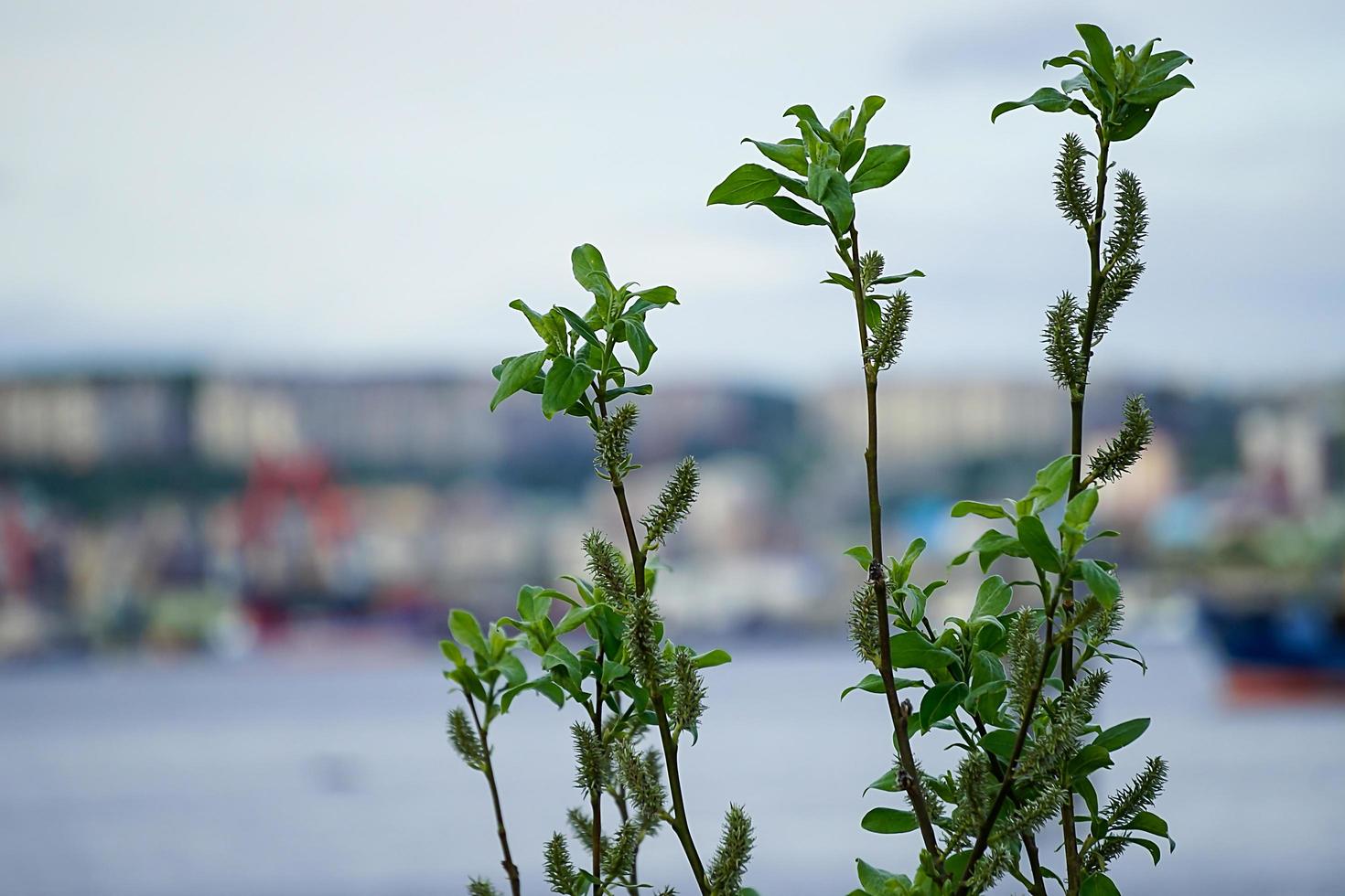 Natural background with young leaves of the tree in the spring. photo