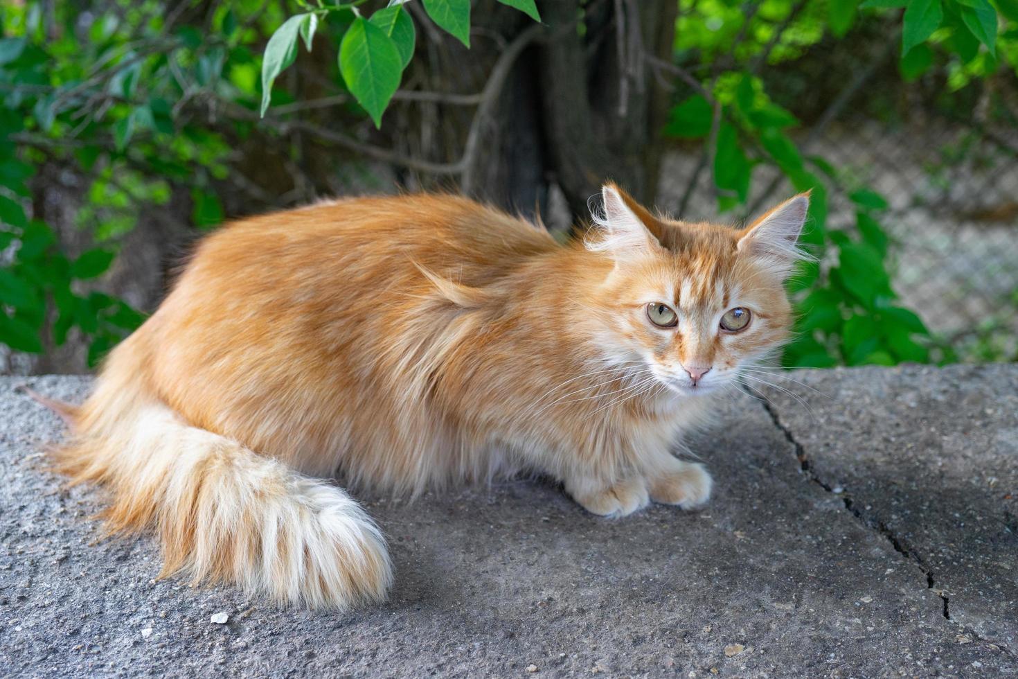 Red cat on the background of a natural Park photo