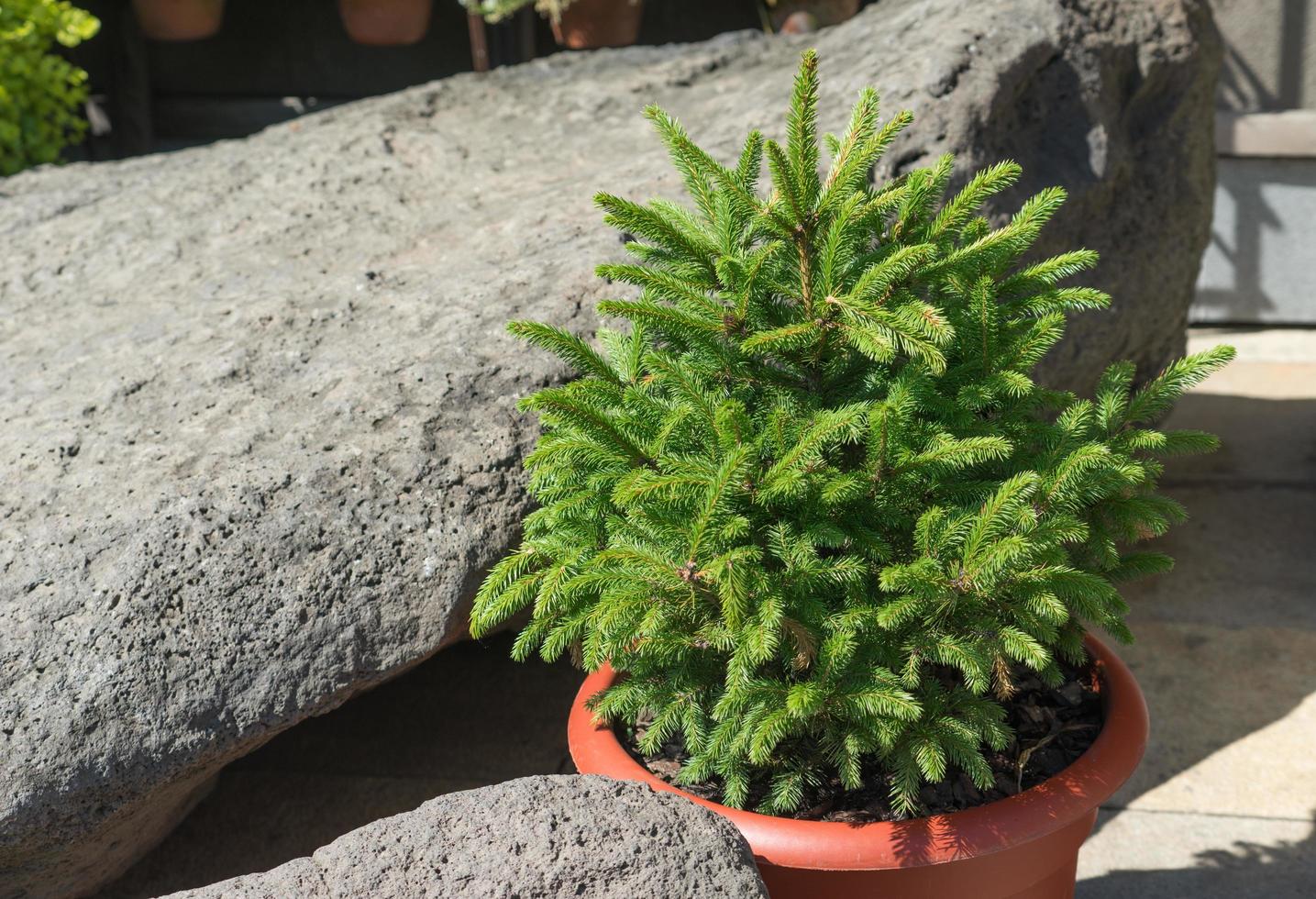 Green coniferous tree in a pot on the background of stones photo