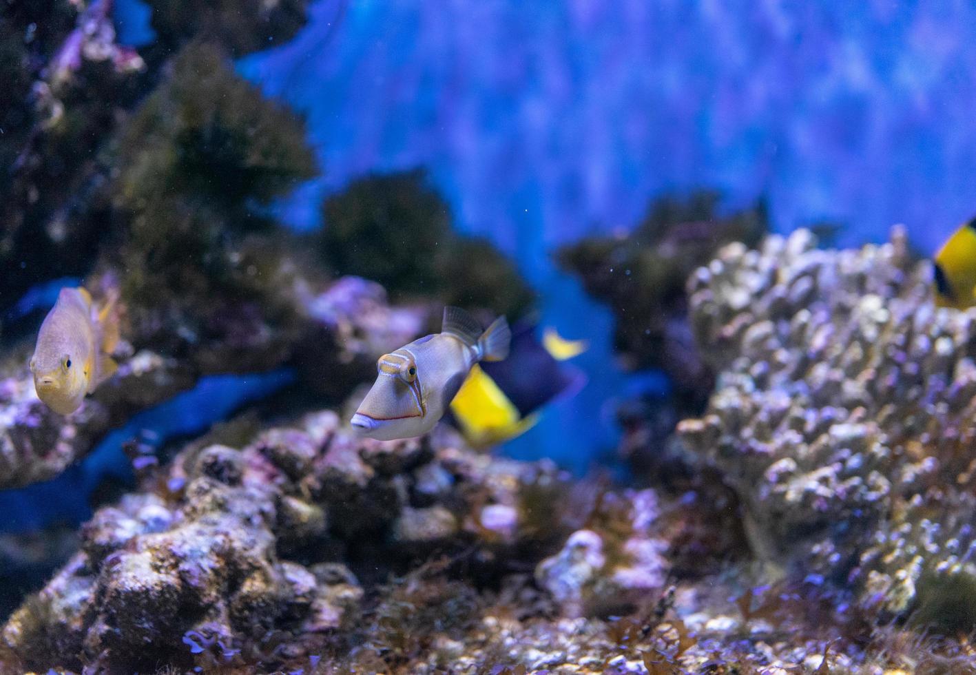 Aquarium fish on the background of artificial rocks and vegetation. photo