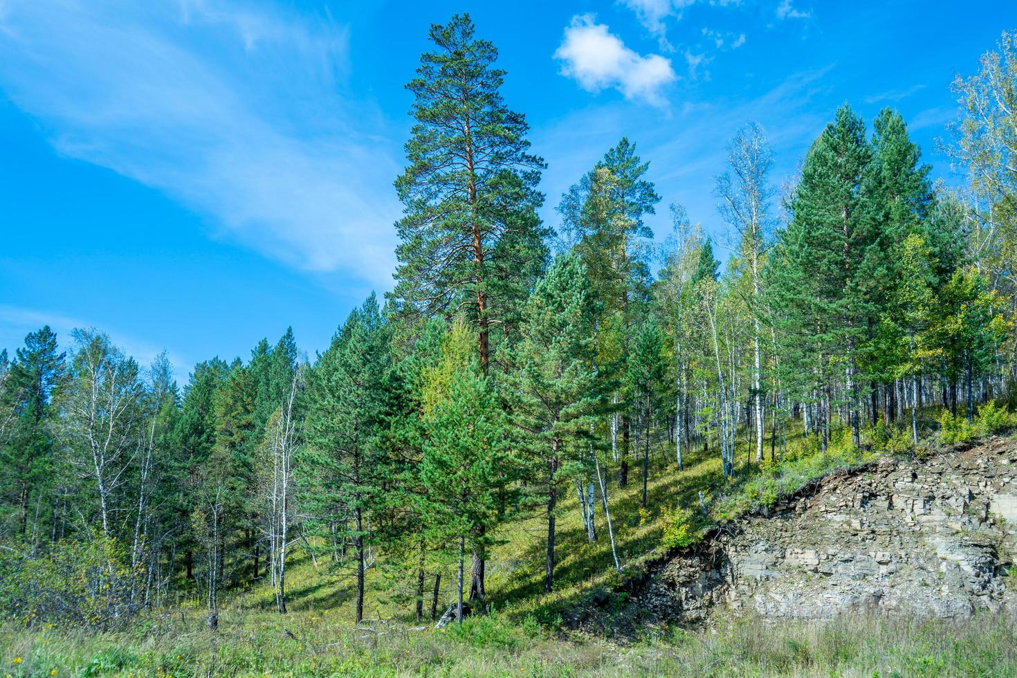 Natural landscape with trees on a blue sky background photo