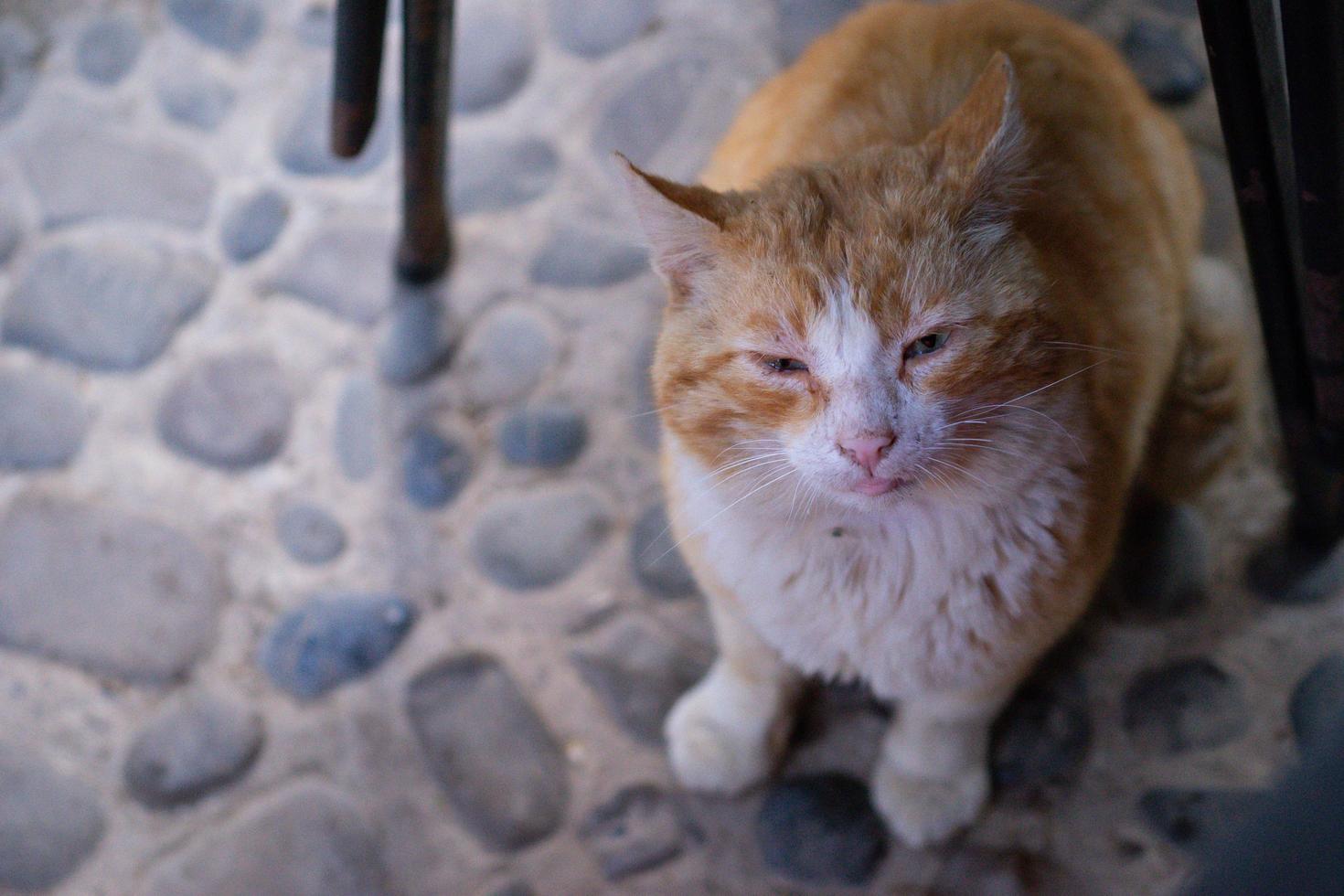 Portrait of a stray red cat with sore eyes photo