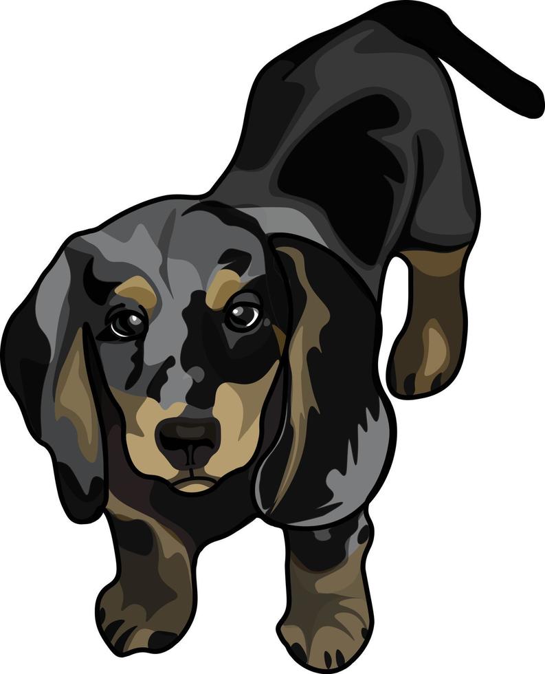 Marble dachshund puppy realism, vector. illustration vector