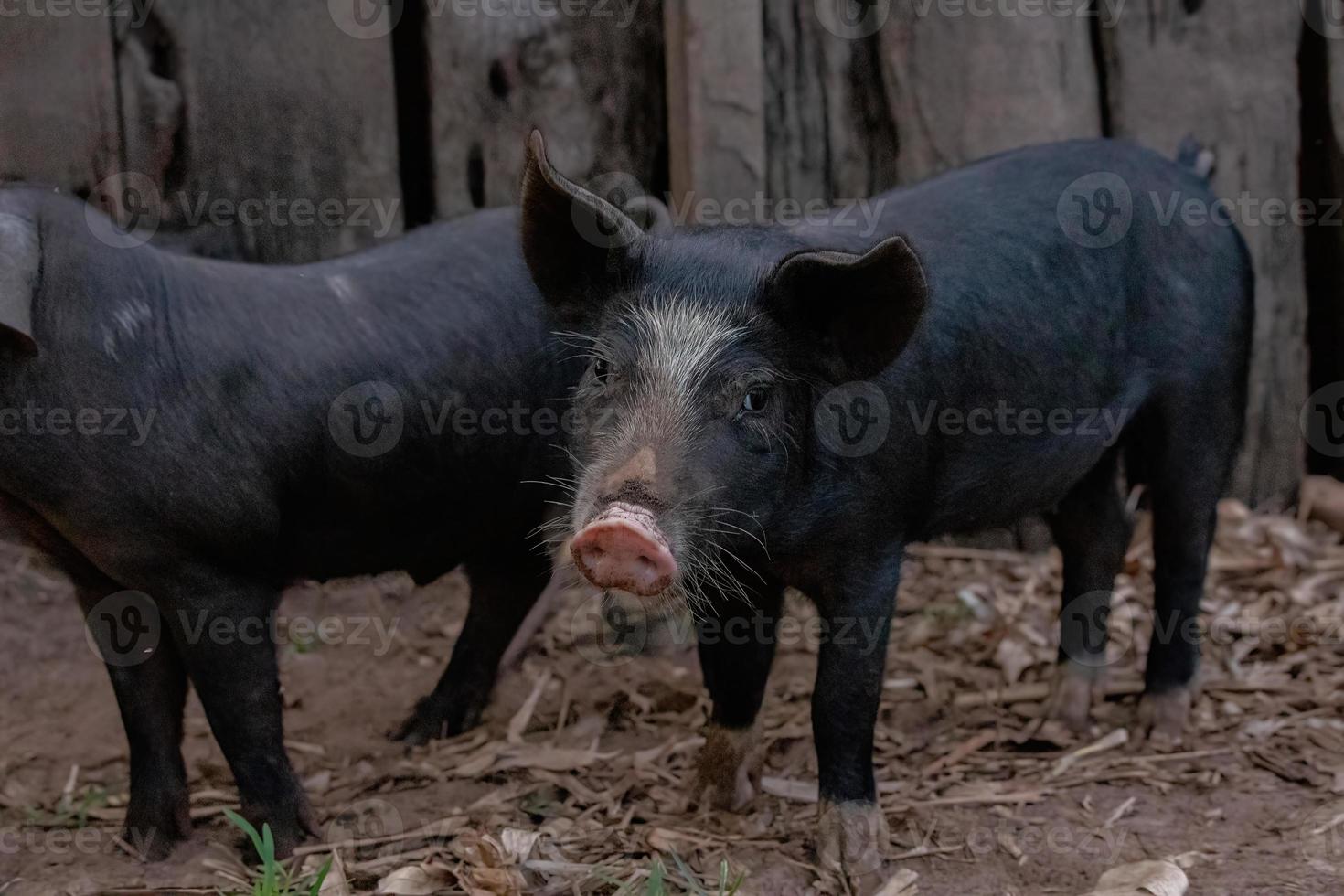 cerdo criado en una pocilga al aire libre foto