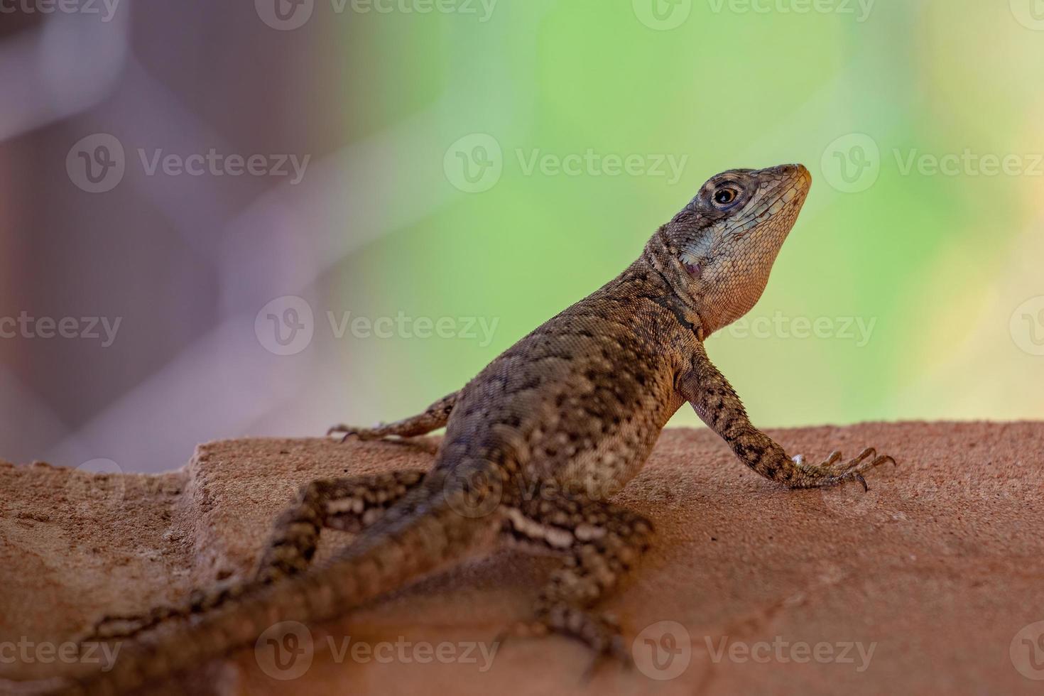 pequeño lagarto de tierra foto