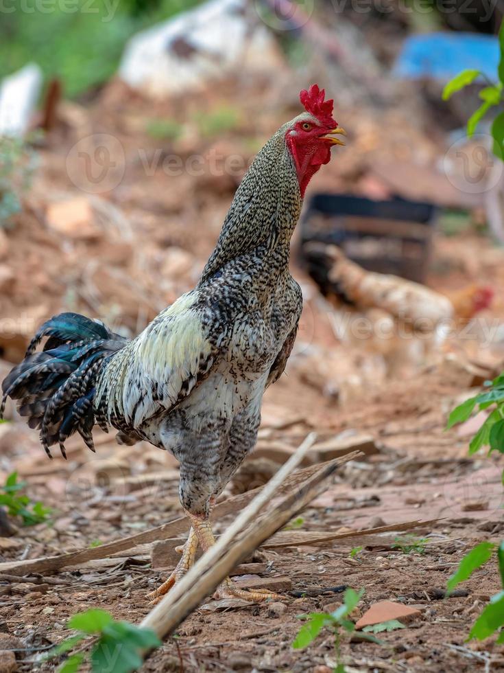 Gray adult rooster with red crest photo