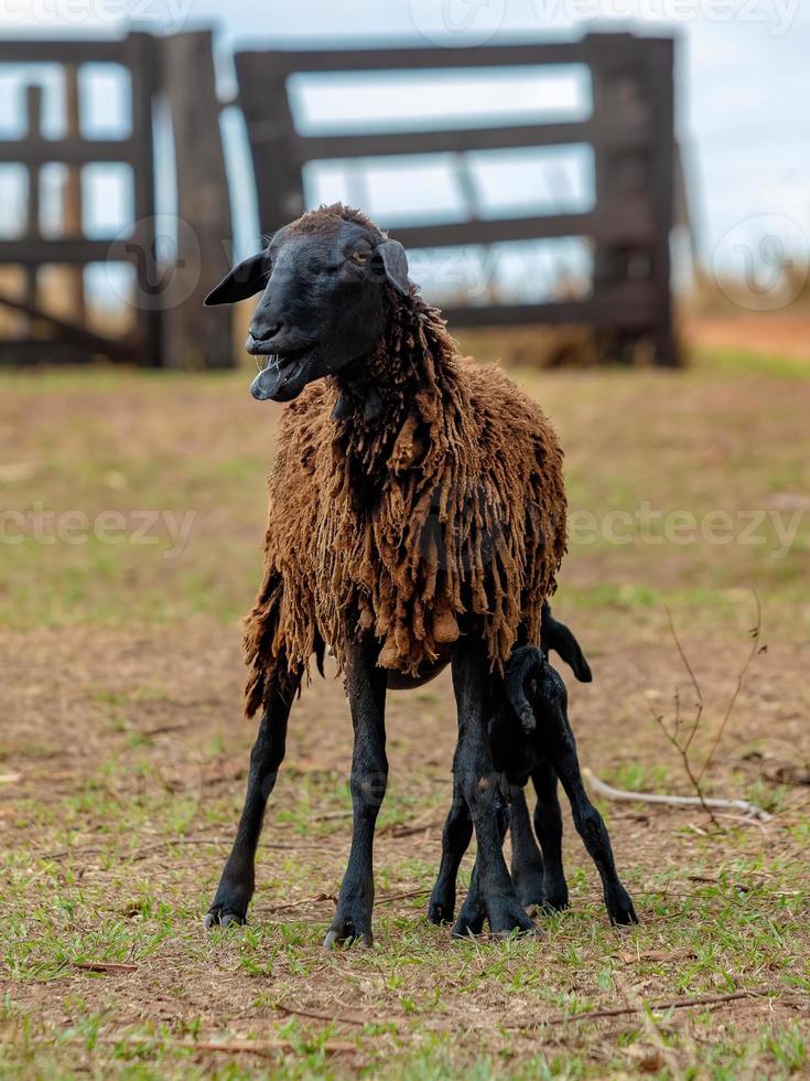 little black sheep cub  and its mother photo