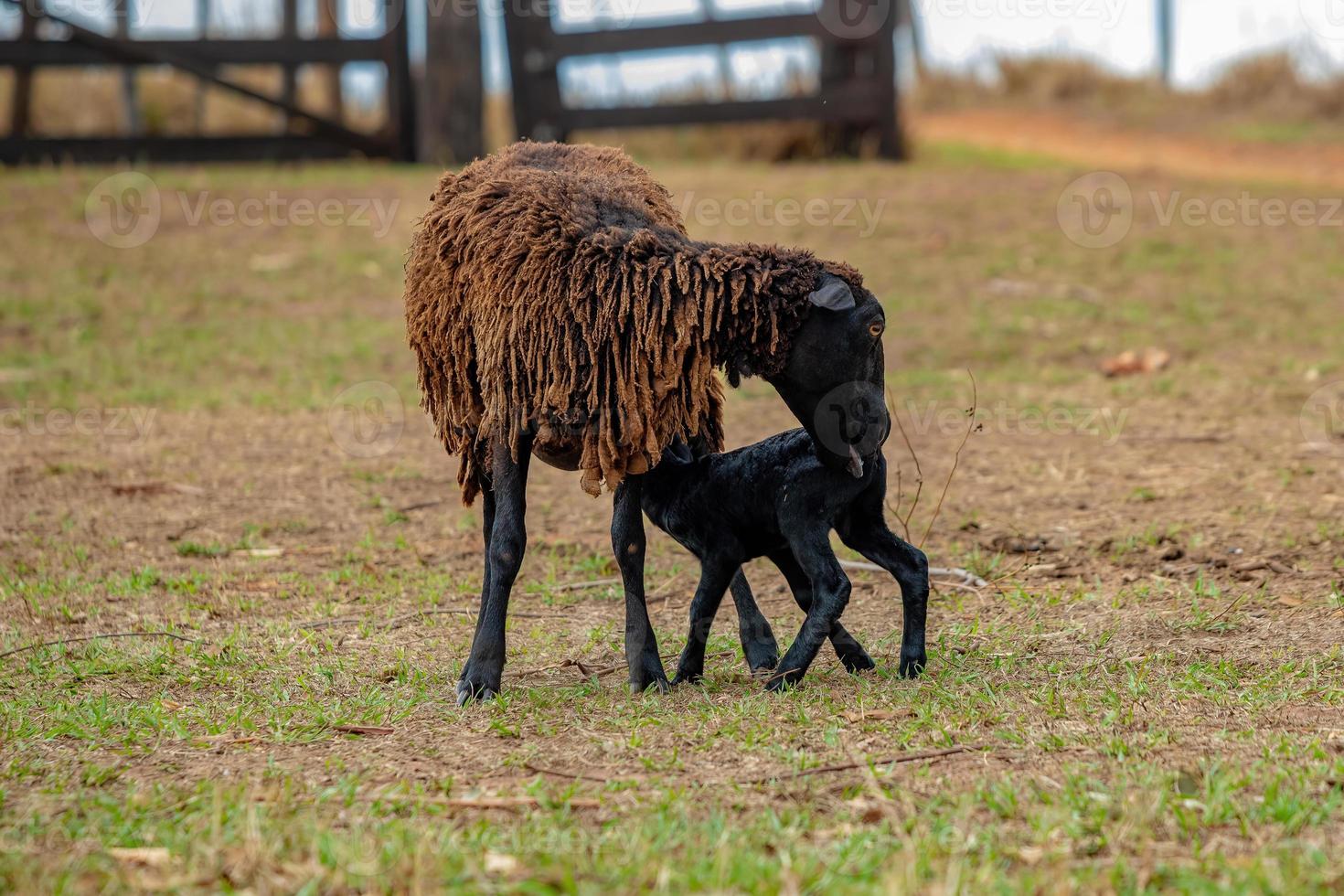 little black sheep cub  and its mother photo