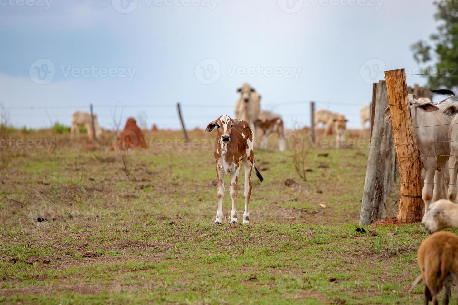 cow in a farm photo