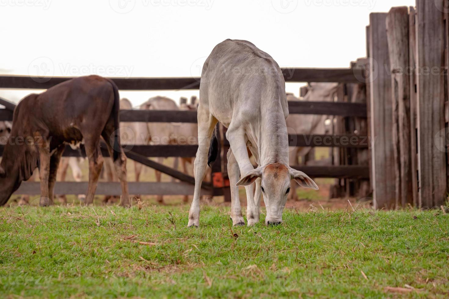 grupo de vacas en un área de pasto foto