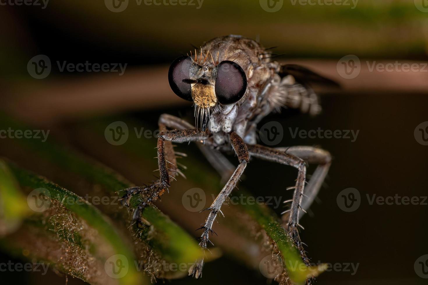 Adult Robber Fly photo