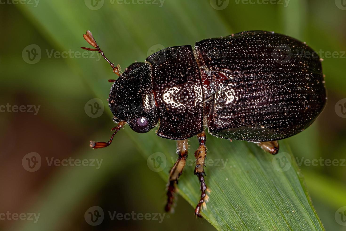 Escarabajo chafer hoja brillante adulto foto