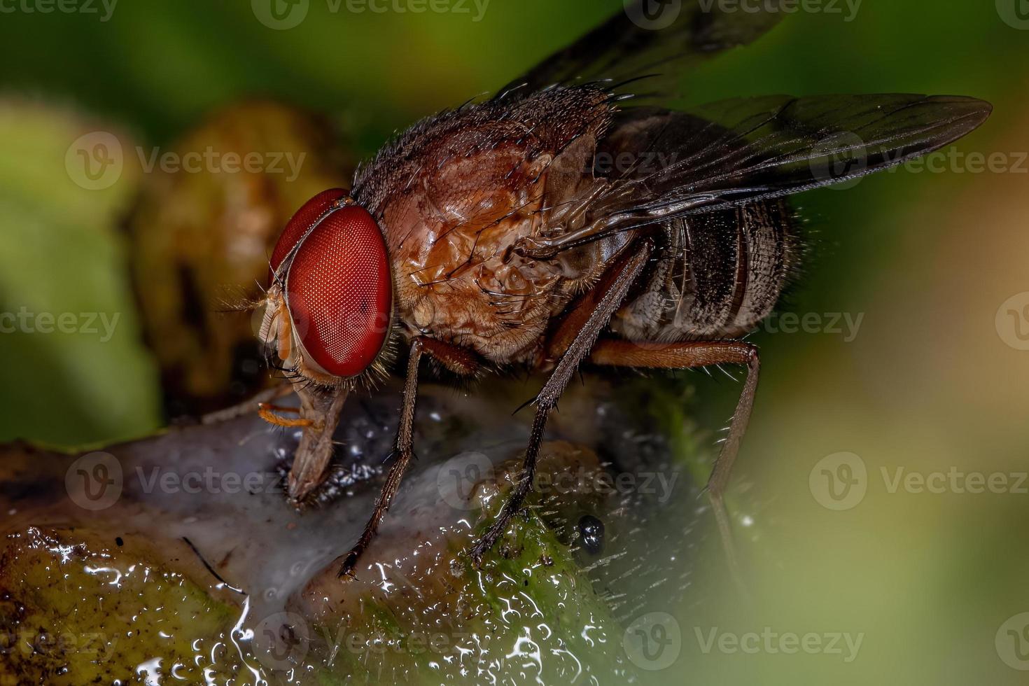 mosca calyptrate adulta foto