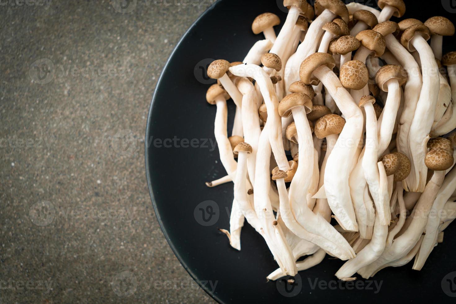 fresh brown beech mushroom or black reishi mushroom photo