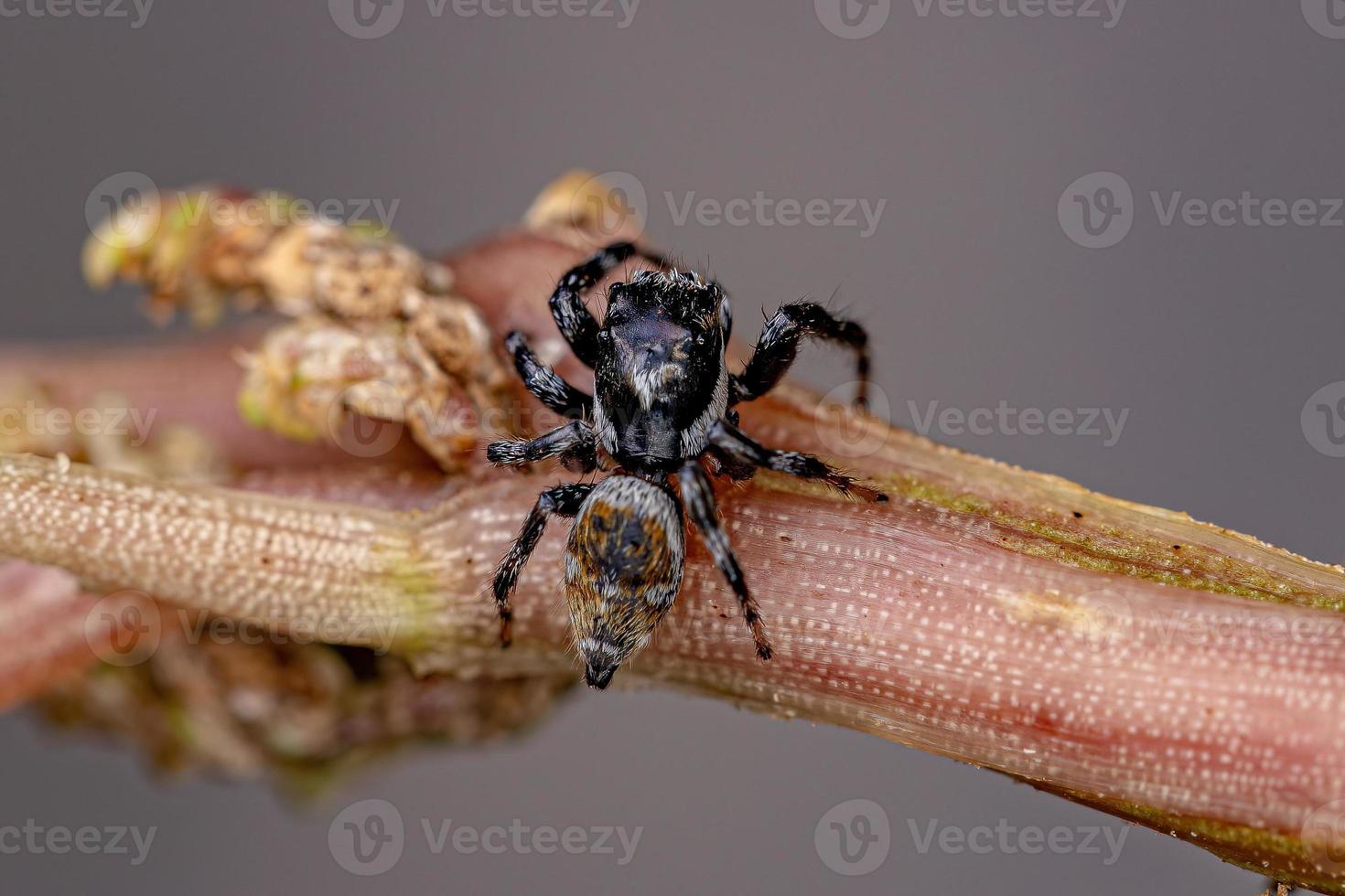 araña saltadora macho adulto foto