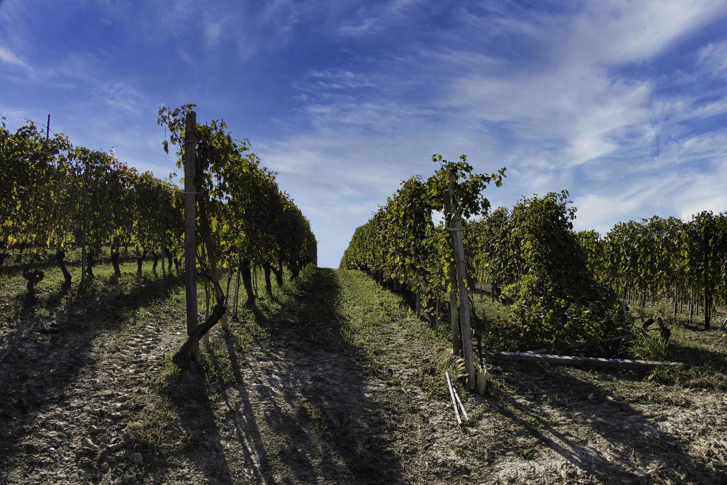 extensión de viñedos en la langhe piamontesa con los colores brillantes del otoño, durante la cosecha foto