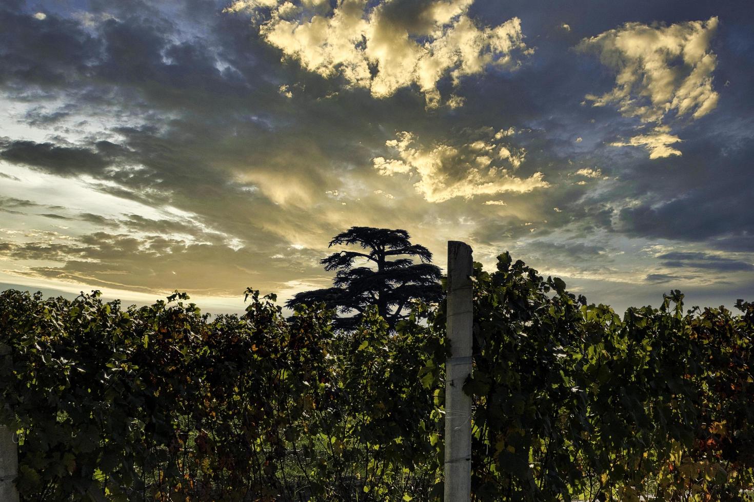 the majesty of the cedar of Lebanon in La Morra, in the Piedmontese Langhe on a warm autumn day during the grape harvest photo