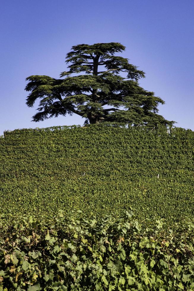 la majestuosidad del cedro del líbano en la morra, en la langhe piamontesa en un cálido día de otoño durante la vendimia foto