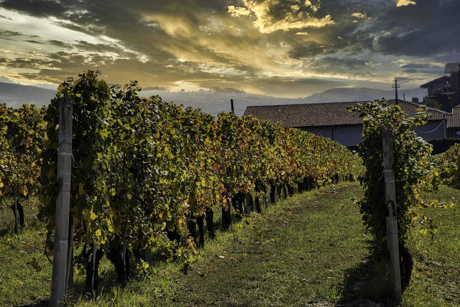 expanse of vineyards in the Piedmontese Langhe with the bright colors of autumn, during the harvest photo