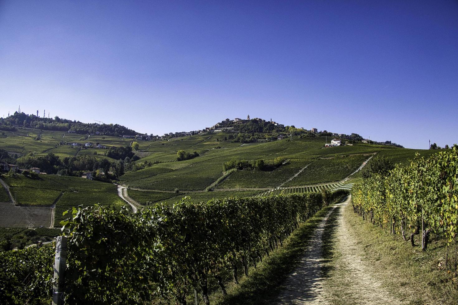 paisajes de la langhe piamontesa, los colores de los viñedos en otoño, durante la vendimia foto