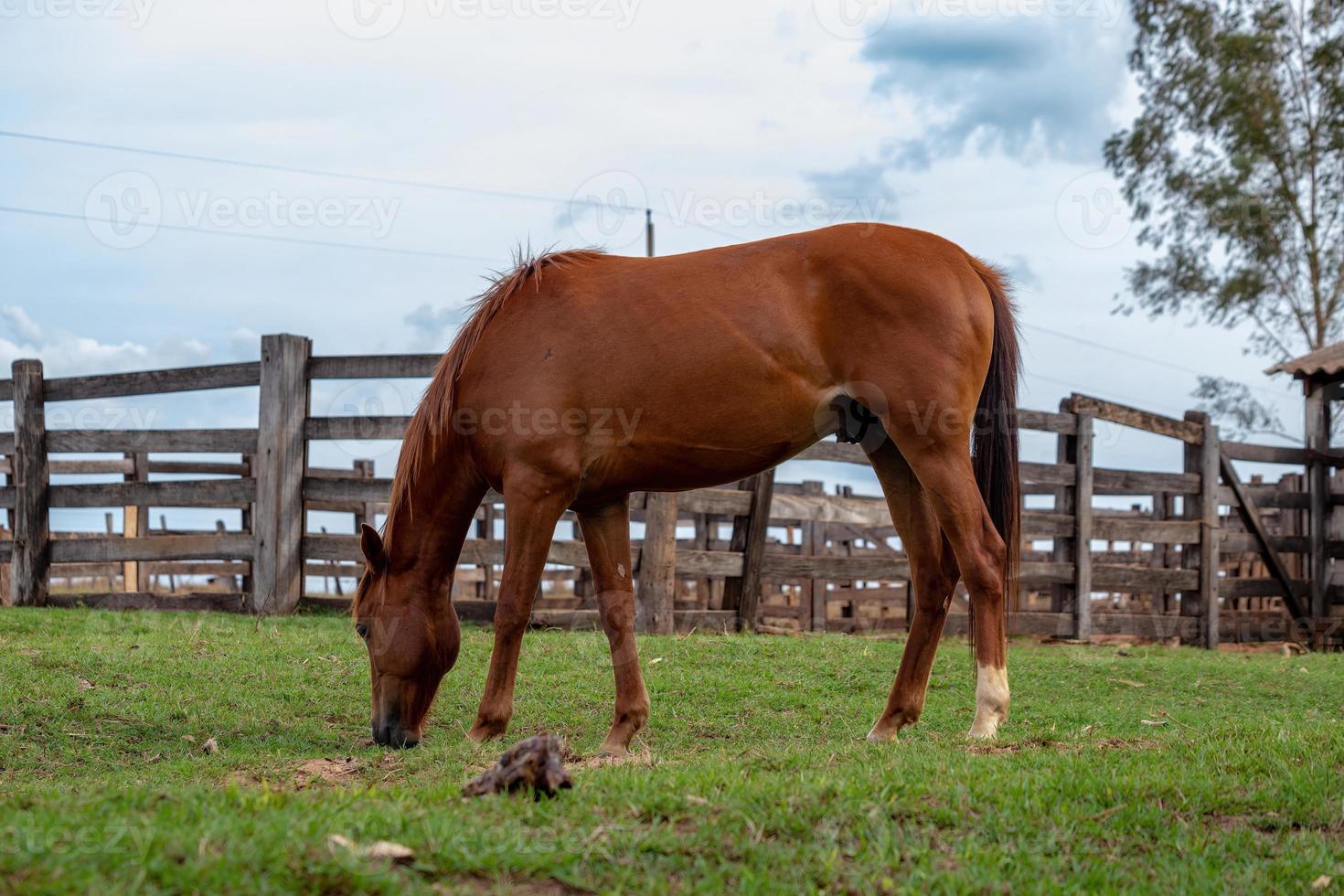 caballo descansando en una zona de pastos foto