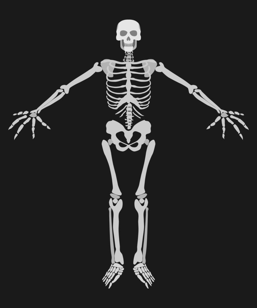 human skeleton on a dark background simple drawing vector