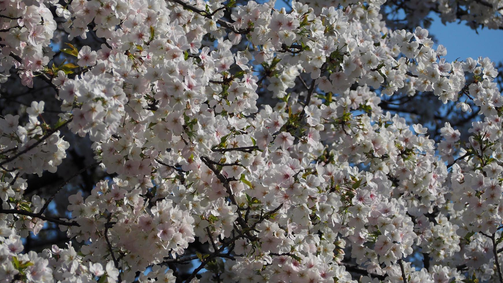 flores de cerezo blancas. árboles de sakura en plena floración en meguro ward tokio japón foto