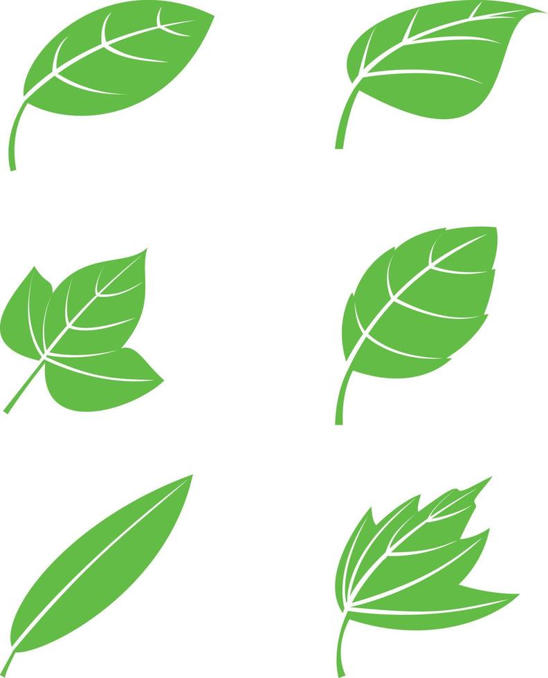 seis tipos de imagen de icono de hoja por vector