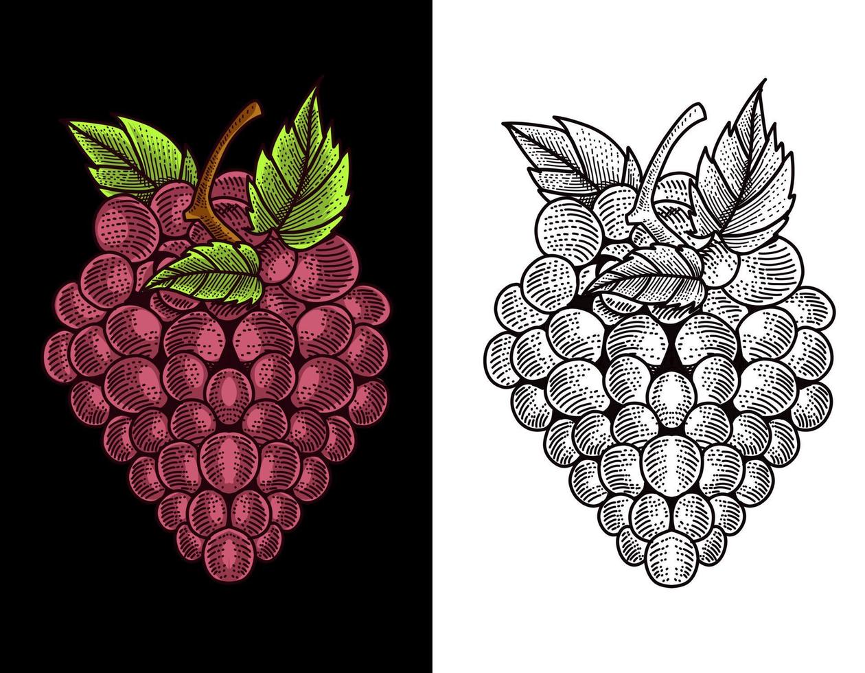 vector de fruta de uva con estilo de grabado