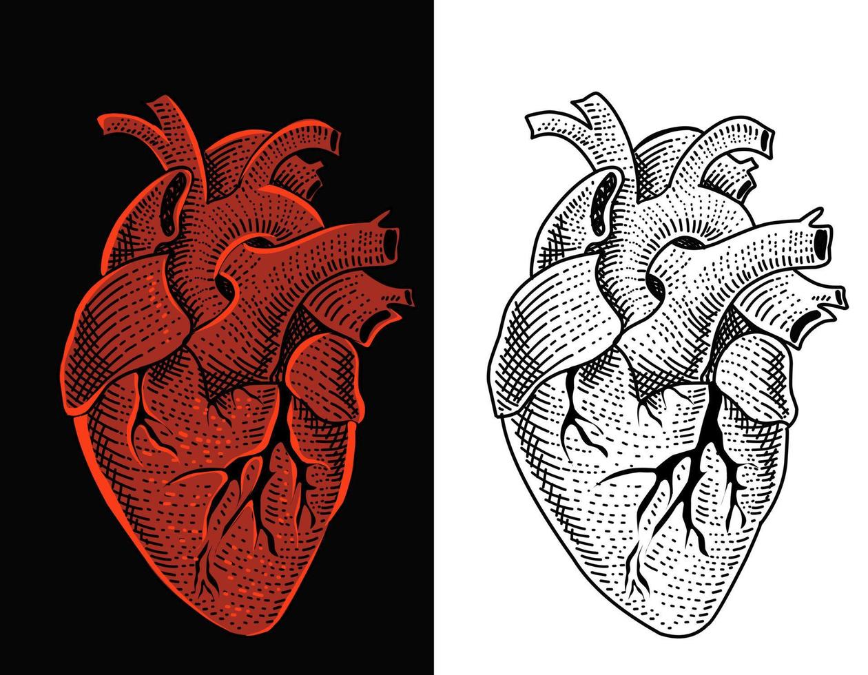 Illustration vector human heart with engraving style