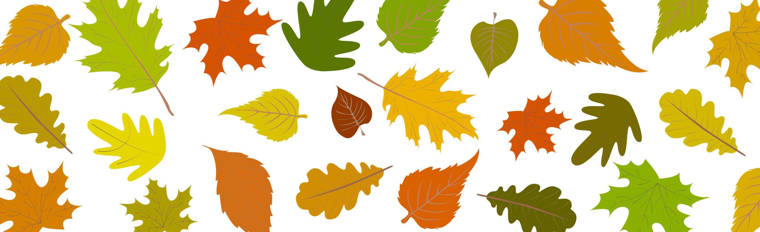 Autumn leaves set isolated on white panoramic background - Vector