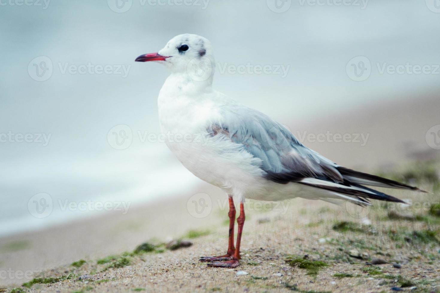 Ivory gull on the seashore walks on the sand photo