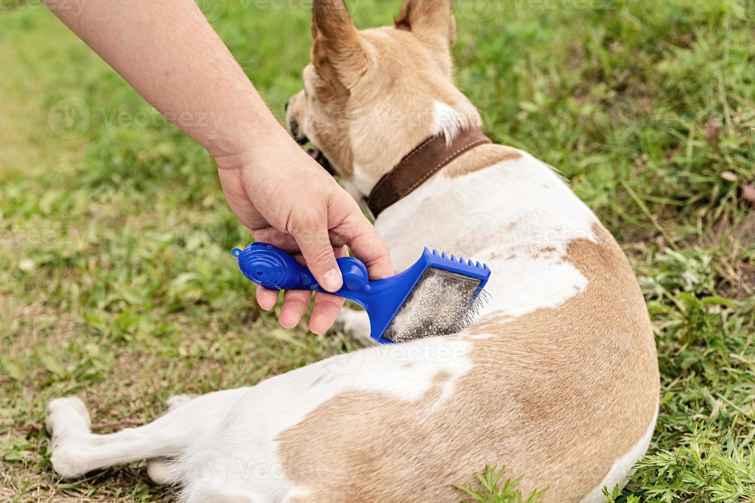 Man hand brushing a mixed breed dog outside in the park in a summer day photo