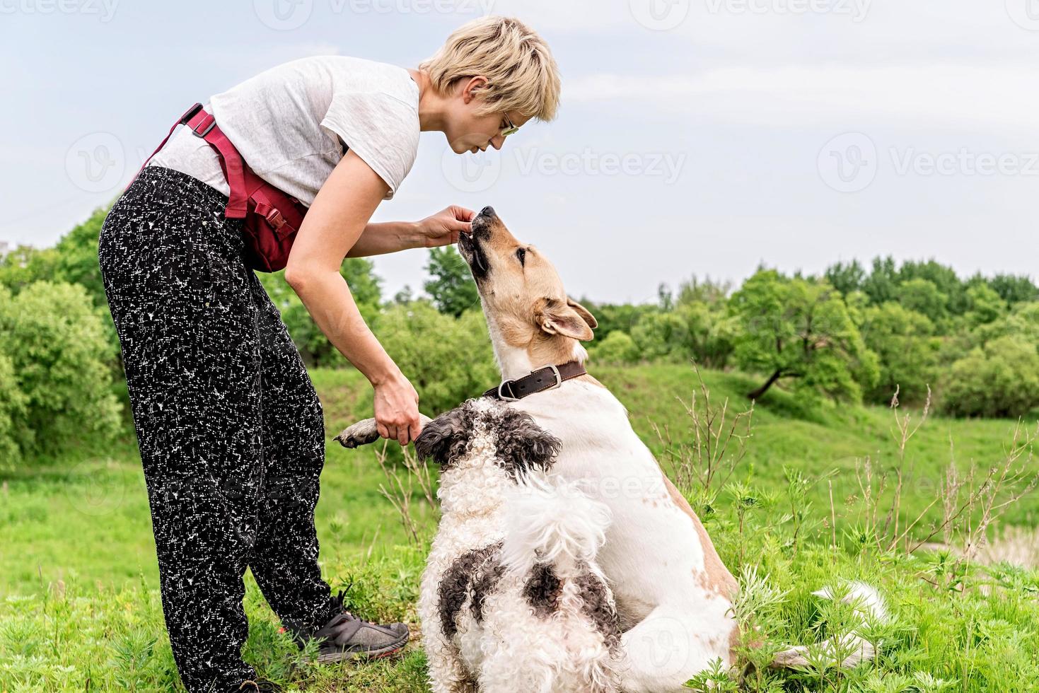 Owner trains her dog and gives a snack outdoors in the park in a summer day photo