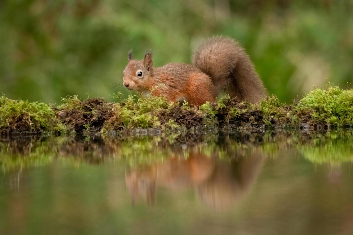 Red squirrel with reflection photo