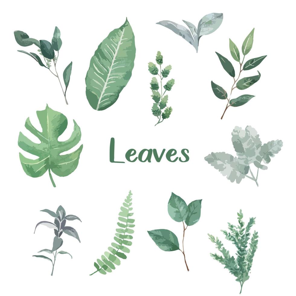 Leaves Watercolor Paint vector