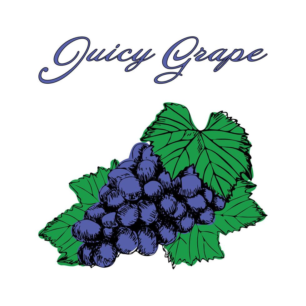 Juicy Grape Fresh Organic Fruits vector