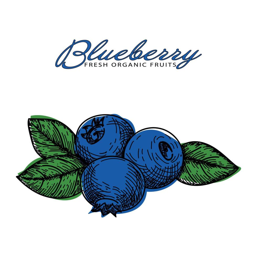 Blueberry Fresh Organic Fruits vector