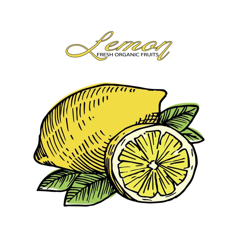 Lemon Fresh Organic Fruits vector