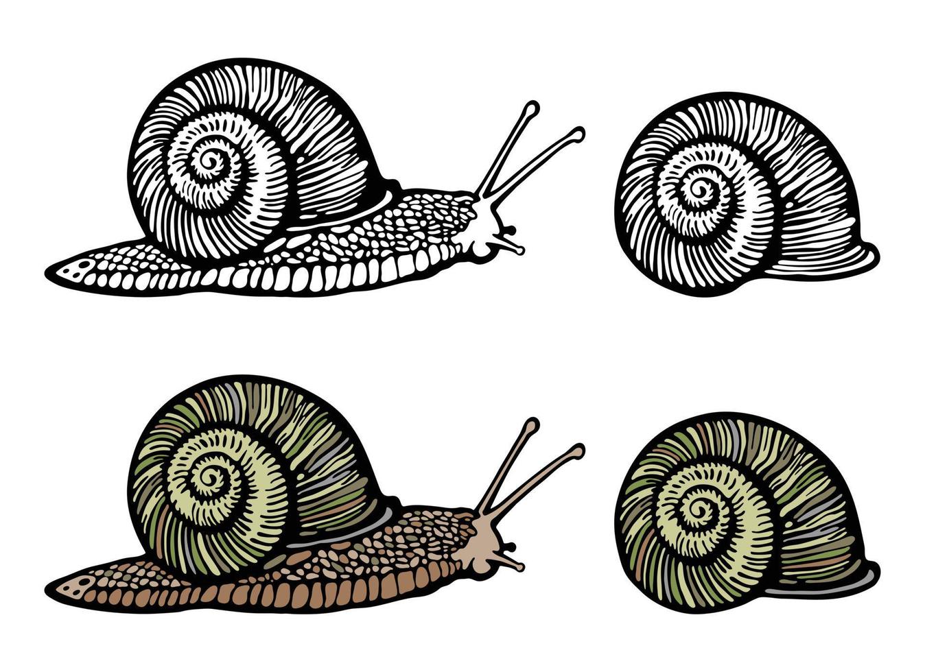 Ilustración de vector dibujado a mano de caracol de uva común. babosa realista de color y contorno con caparazón radial. diseño para etiqueta, logo, crema cosmética