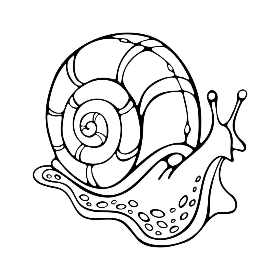 Hand-drawn Vector of Common grape Snail. Stylized Outline Slug with radial shell. Vector illustration isolated on white background. Perfect for design label, logo, cosmetic cream.