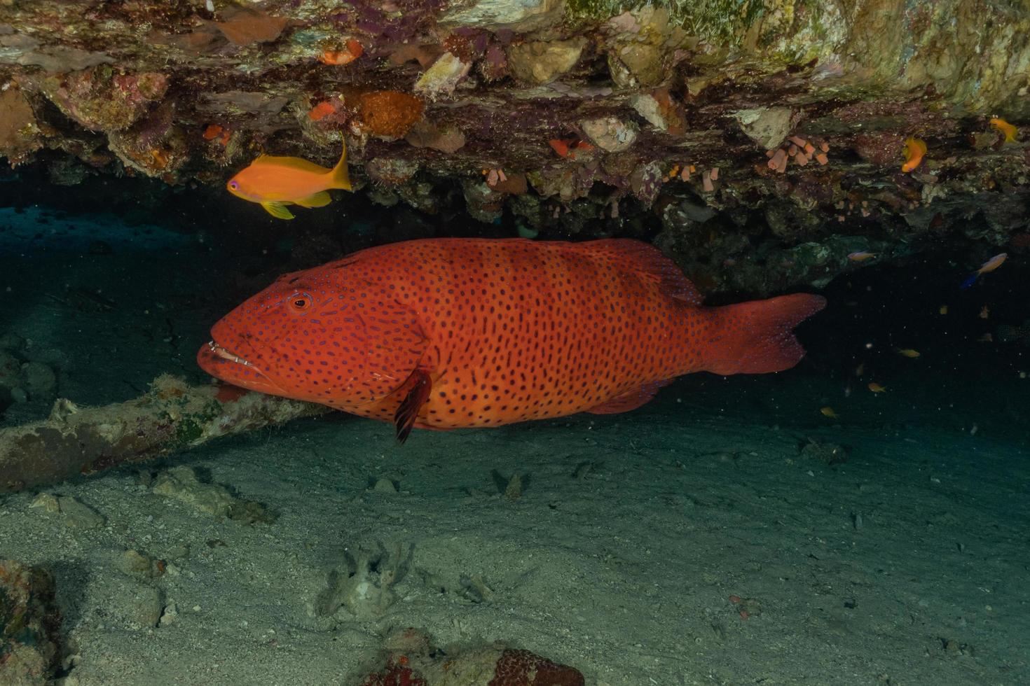 peces nadan en el mar rojo, peces de colores, eilat israel foto