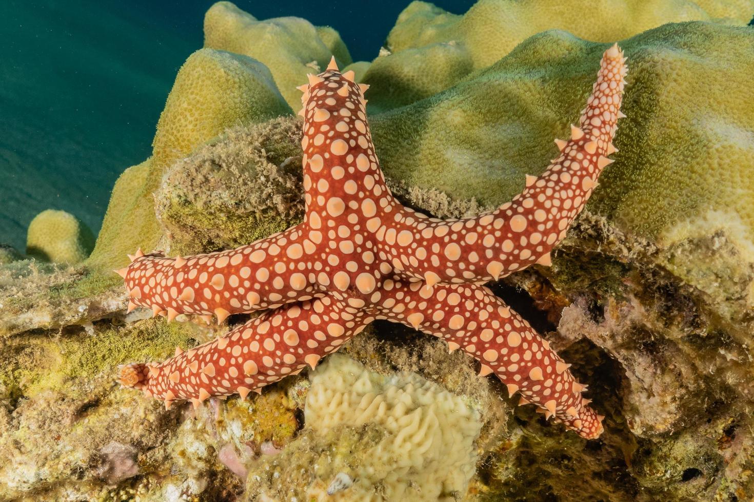 Estrella de mar en el fondo del mar rojo, Eilat, Israel foto