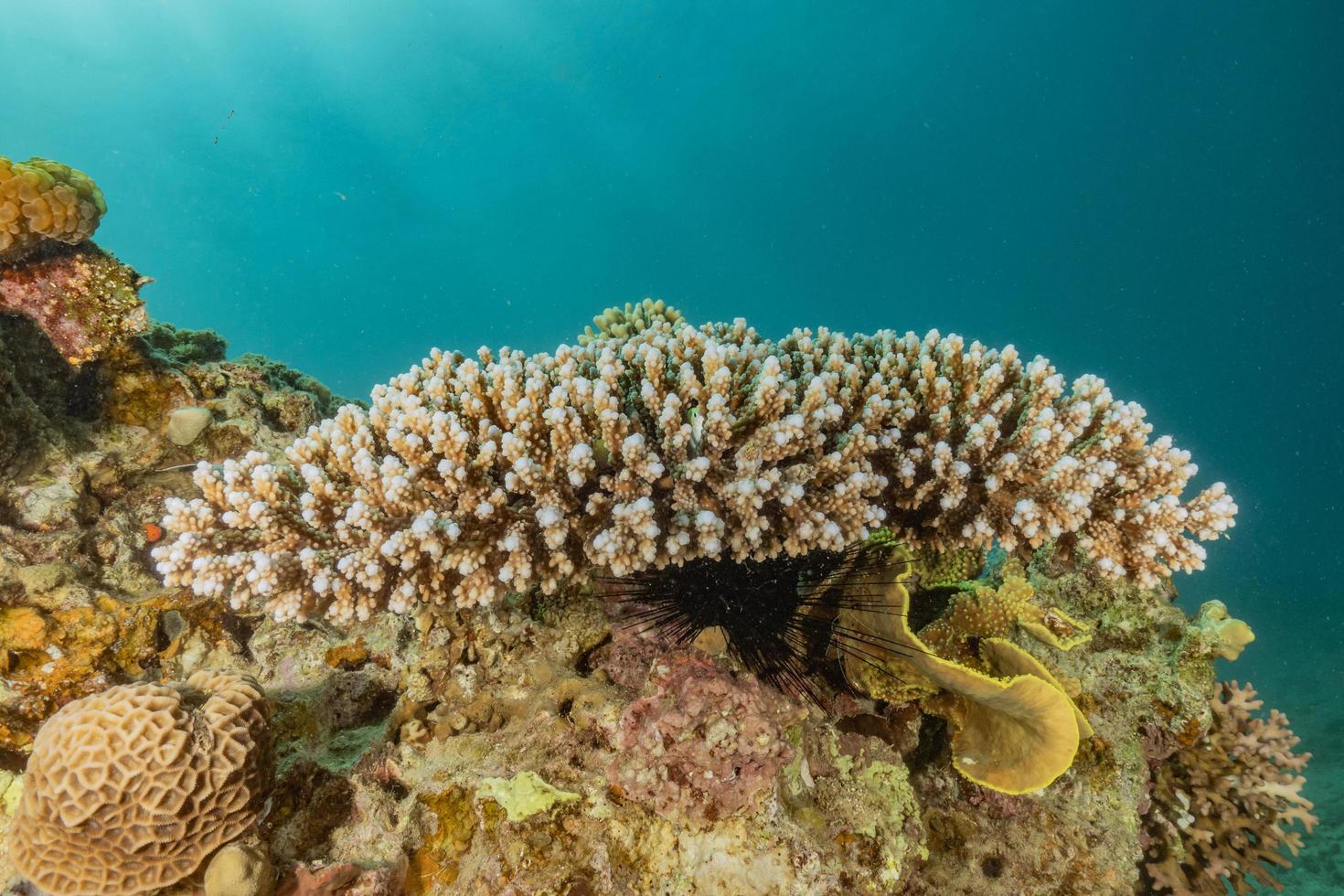 Arrecifes de coral y plantas acuáticas en el mar rojo, eilat israel foto