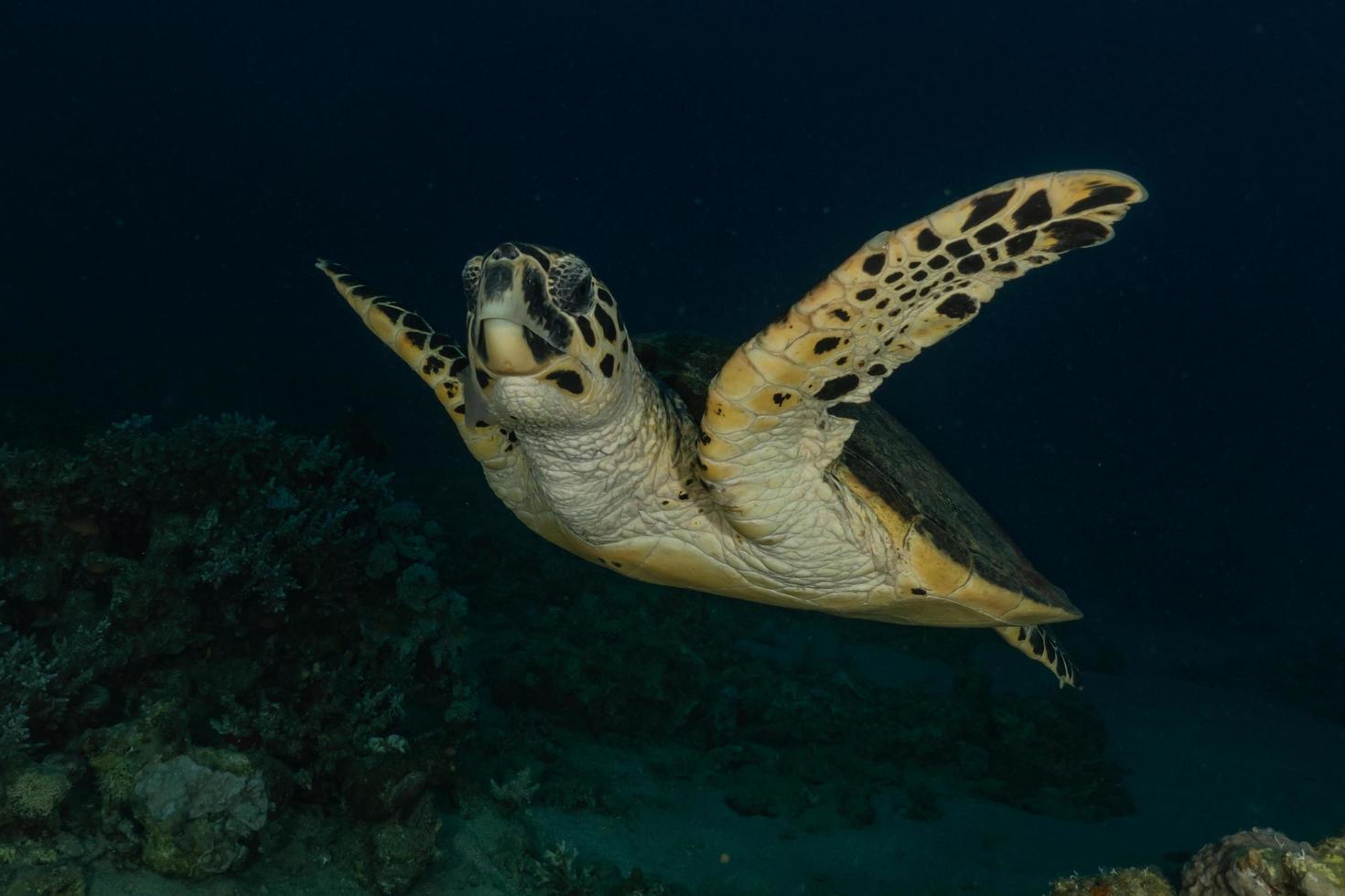 Tortuga carey en el mar rojo, dahab, laguna azul del sinaí foto