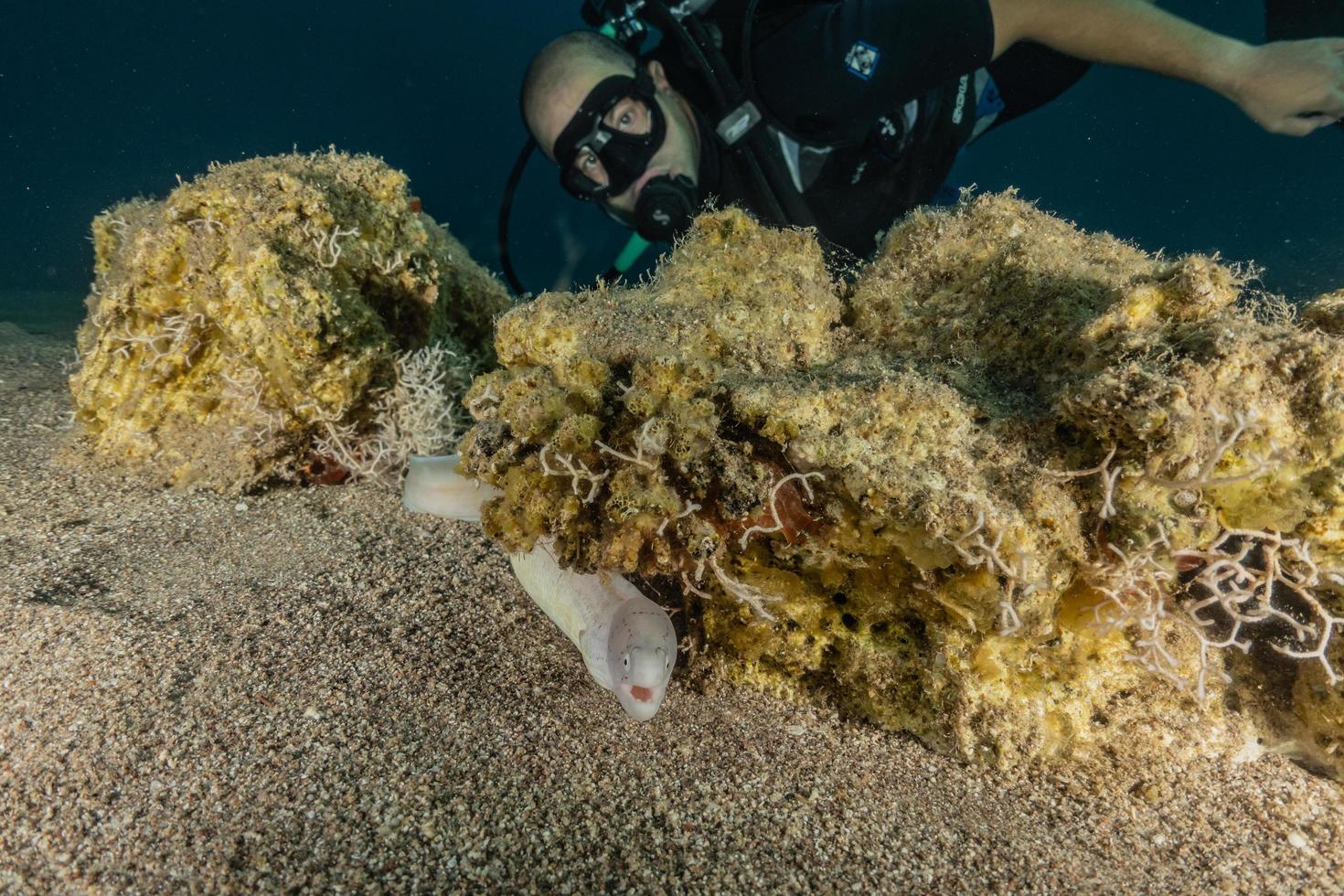 Morena mooray lycodontis undulatus en el mar rojo, eilat israel foto